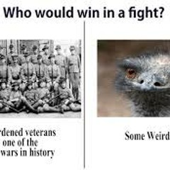 Episode 13 - The Great Emu War