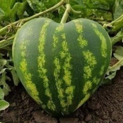 מושיקו מור- "יהיה לנו טוב"