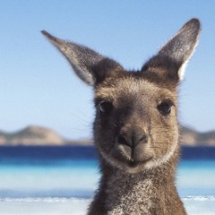 Aussie Chill
