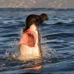 Second Chance (38 Special / Grand Funk Railroad) COVER (11)