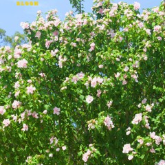 Bloom [Prod. Allen Le Grand]