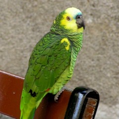 Mitch@hübscher Vogel