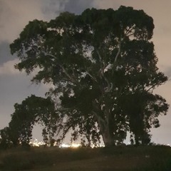 התקפים פסיכוטים