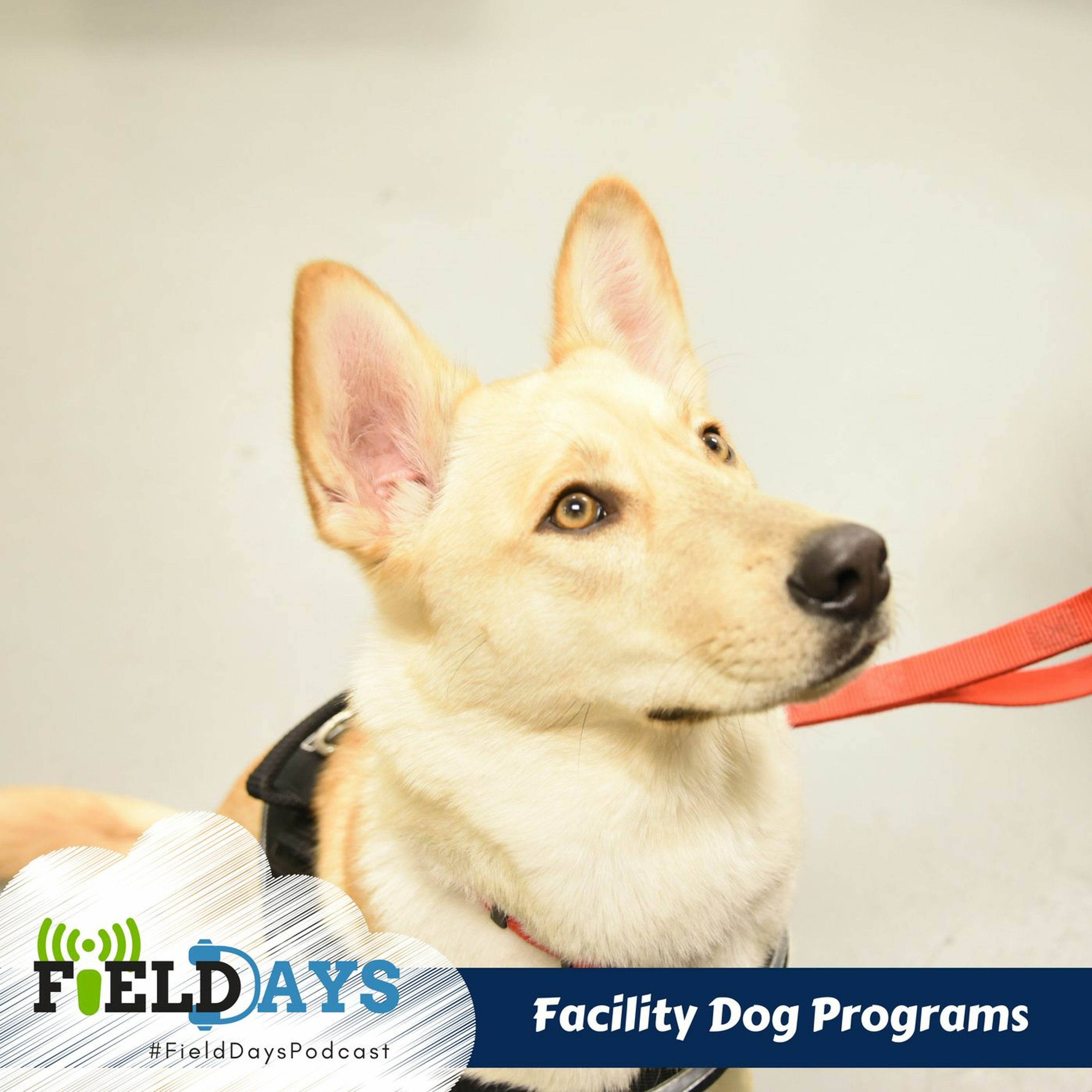 Field Days Podcast Dog Programs Listen to podcast online