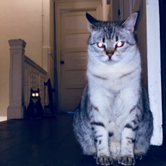 prince v. z