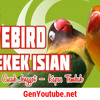 Download #6 Suara Lovebird Ngekek Isian ( Kenari, Cucak Jenggot, Kapas Tembak) #6 Suara Lovebird Ngekek Isian ( Kenari, Cucak Jenggot, Kapas Tembak)