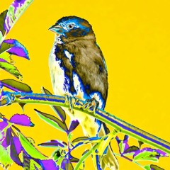 Little Birdie