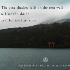 haiku #242: The pine shadow falls on the tent wall / & I see the shrine / as if for the first time