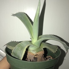 Bobby Price - Monday lol