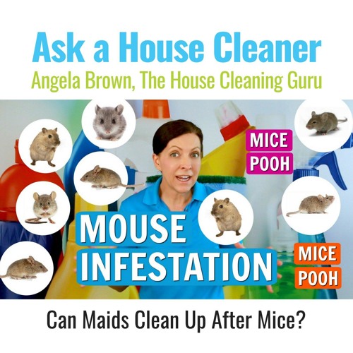Mouse Infestation - Home, Airbnb, VRBO, Short-Term Rental Help