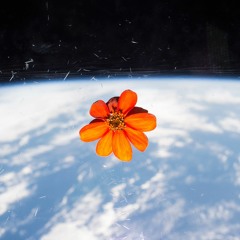 Plants In space