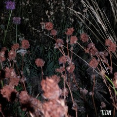 Delish - Eden
