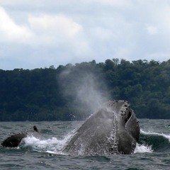 Multiple Humpbacks Sing Together - Drake Bay, Costa Rica - August 21, 2018