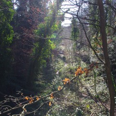 sim sala bim by fleet foxes (cover)