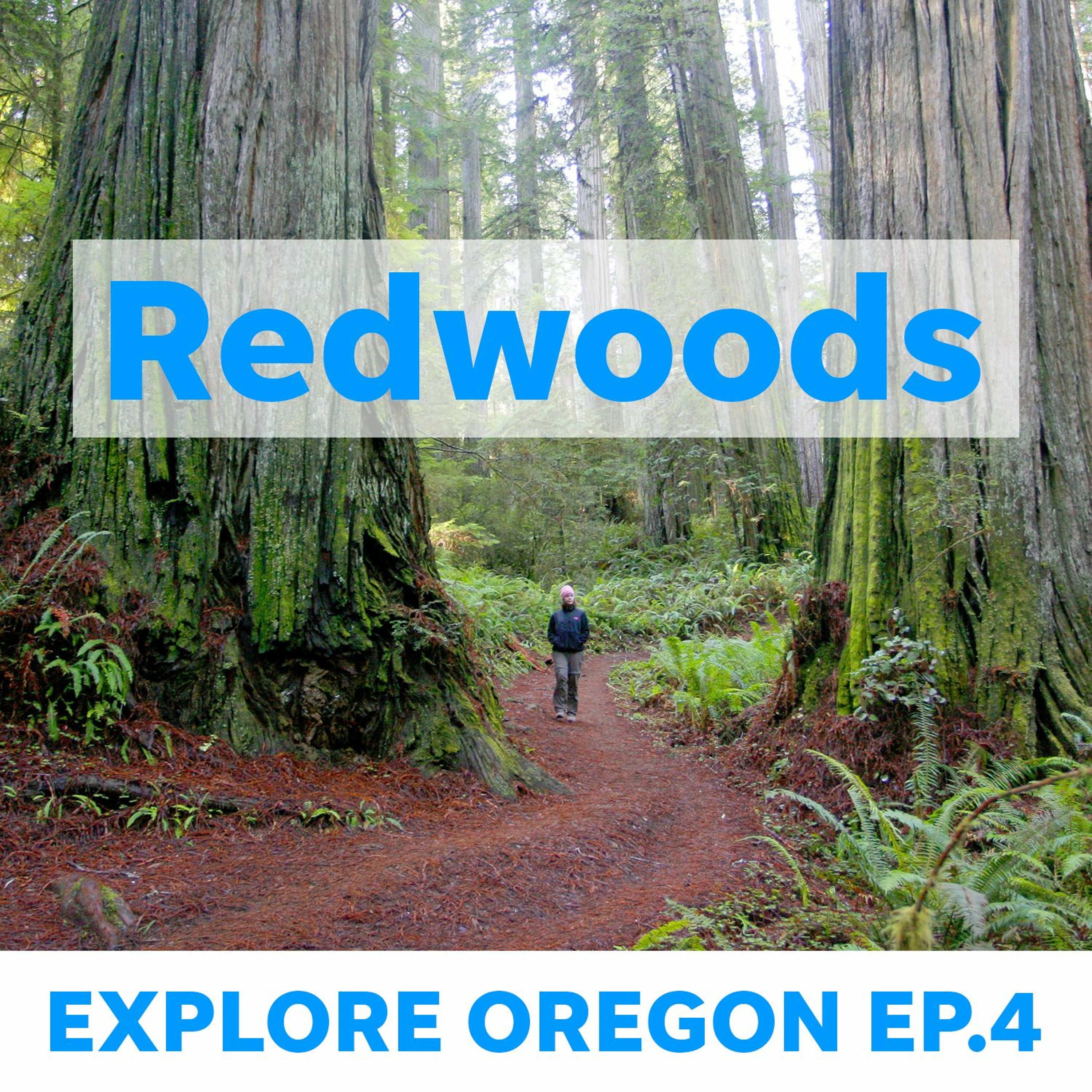 Redwoods: Getting the most out of a trip to visit ancient giants