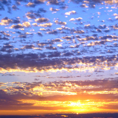 Crazy Morning Glory