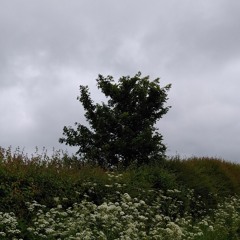 One Tree