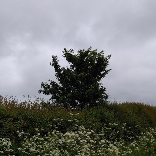 One Tree