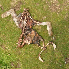 Alice In Wonderland Was A Horror Film