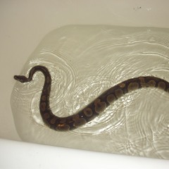 In the Bubble Bath with: LOLSNAKE