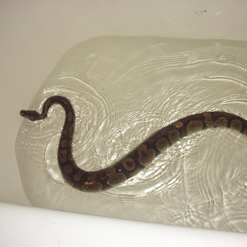 In the Bubble Bath with: LOLSNAKE
