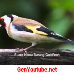 Kicau Burung Gold Finch Gacor Buat Isian (Free Download)