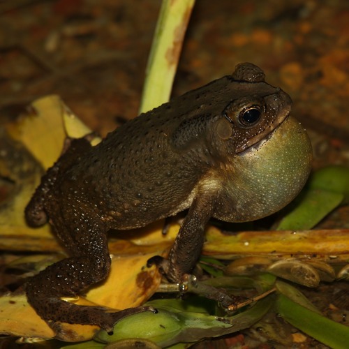 Stream Herpetological Society of Singapore Listen to Frogs of