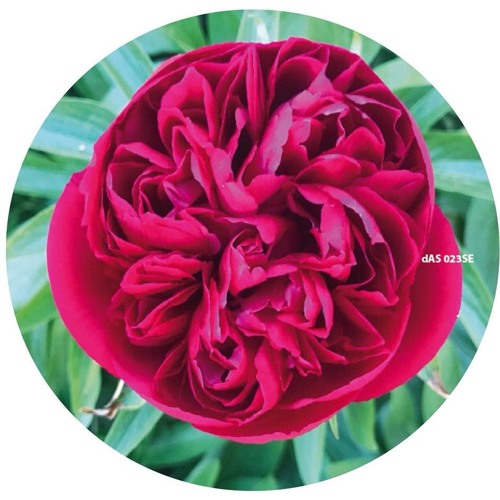 Caruso / Ten Lovers Music EP Caruso / Ten Lovers Music EP