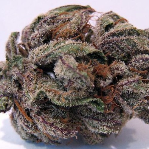 Blueberry Kush* FREE BEAT*