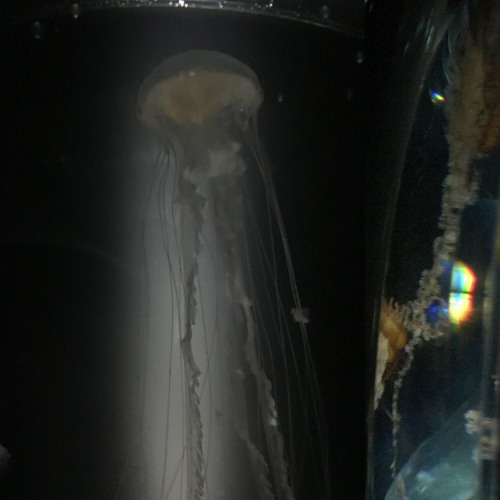 Stream Tierra Whack Fruit Salad (Cavalier Remix) by Cavalier Listen