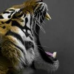 In the Tiger's Mouth (Produced By Mumbles & Gone Beyond - S.E.V.A)