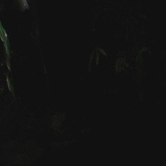 Salvanini No disponible