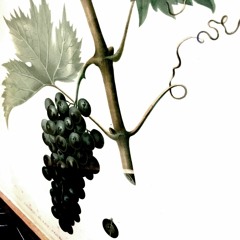 She Caught It At The Front Of The Second Ring  - #1714 By Chair House 08252018