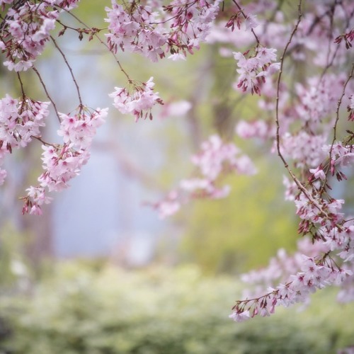 Stream 花びら舞う散歩道 By Lei Void Listen Online For Free On Soundcloud