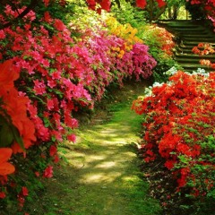 - تلاوة رائعة من سورة الإسراء للقارئ براء مسعود في قاعة المؤتمرات الكبرى -الجامعة الإسلامية غزة