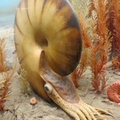 Ammonite（アンモナイト）