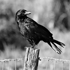 Crows [Trap]