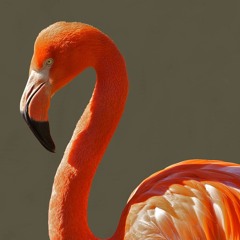 Laughing (All Over Again)