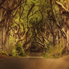 フシギ森の街道[2hDTM]