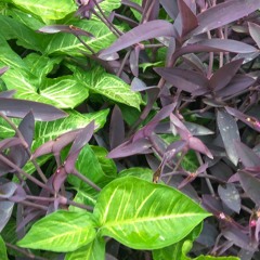 Reethigowla Ringtone 2