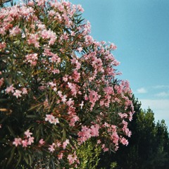 Bloom ft. zebs