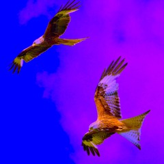 Kites (COVER - Original by Hal Hackady and Lee Pockriss)