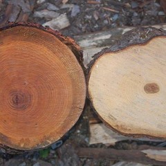 sapwood