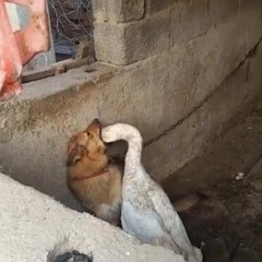 star wars a new pope feat. kendrick lamar, best trends, scarce, filthy frank, vector, fre the empre