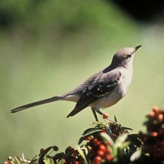 Mockingbird