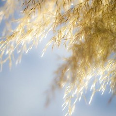 사랑에 빠지고 싶다 (김조한)