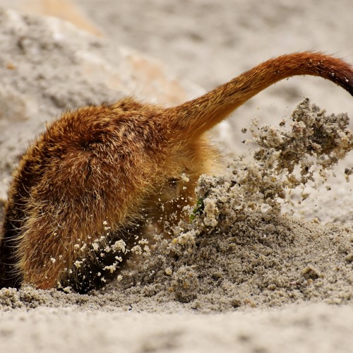 head stuck in mud