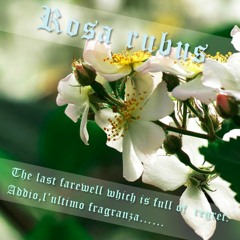 Rosa rubus - L'Ultimo Fragranza -