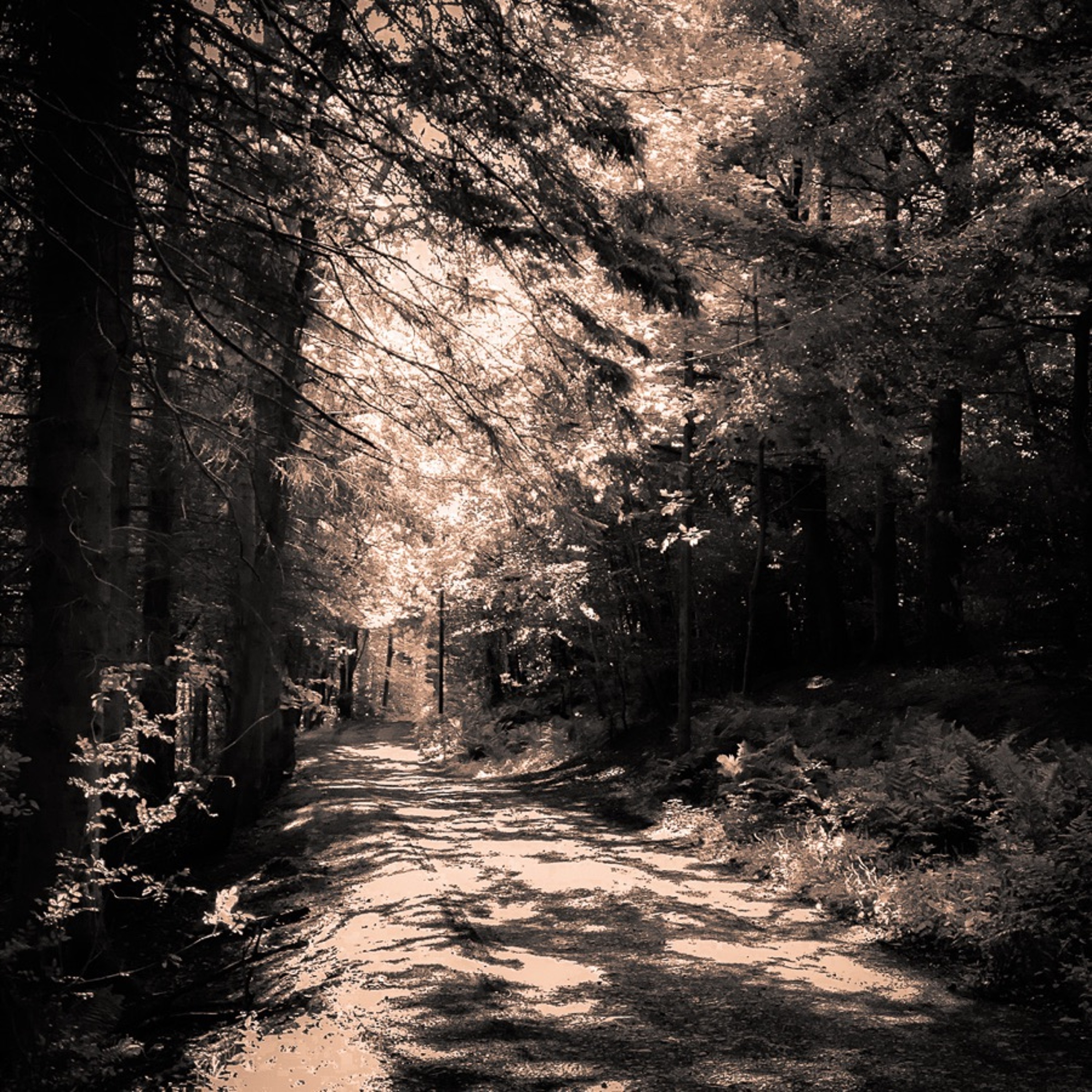 A Walk In The Woods episode artwork