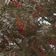 νούφαρο.:.::::